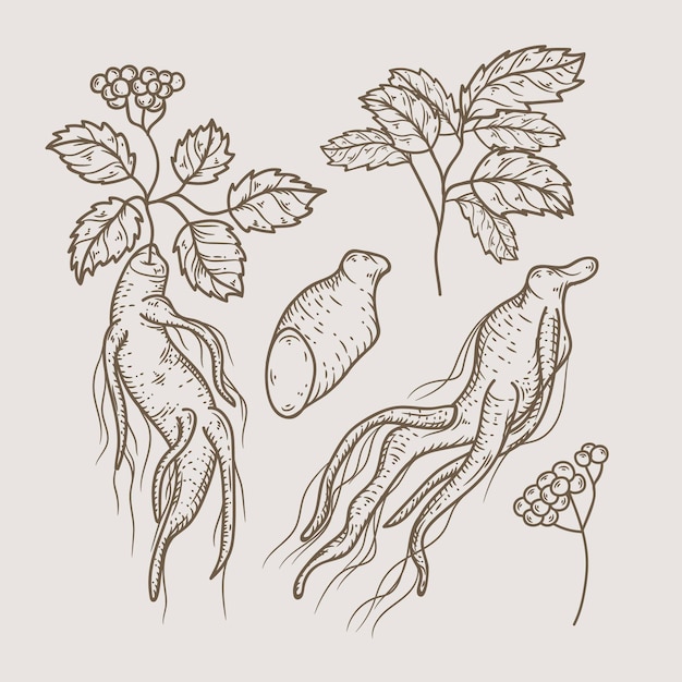 Vector paquete de planta de ginseng realista dibujado a mano