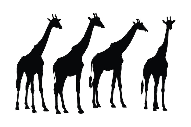 Paquete de silueta de jirafa alta Vector de conjunto de silueta de pie de jirafa Diseño de paquete de silueta caminando de jirafa salvaje Vector de Camelopard salvaje sobre un fondo blanco Camelopard en diferentes posiciones