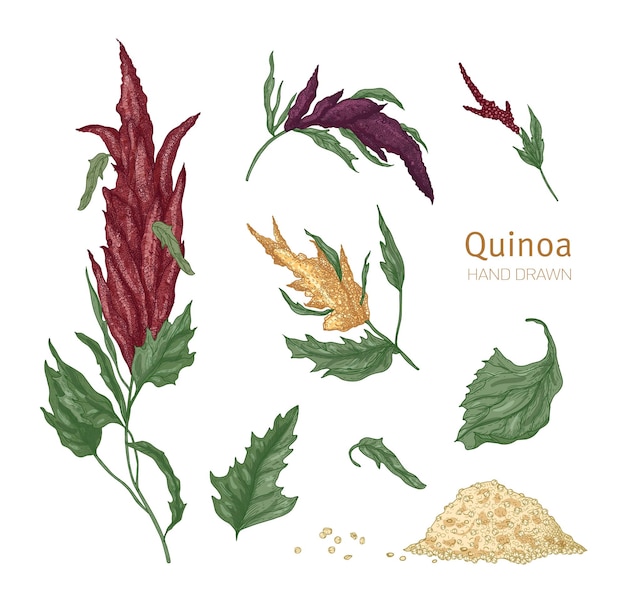 Paquete de varias plantas con flores de quinua y semillas dibujadas a mano sobre fondo blanco. Colección de magníficos cultivos de cereales para una nutrición saludable. Ilustración vectorial realista en estilo vintage