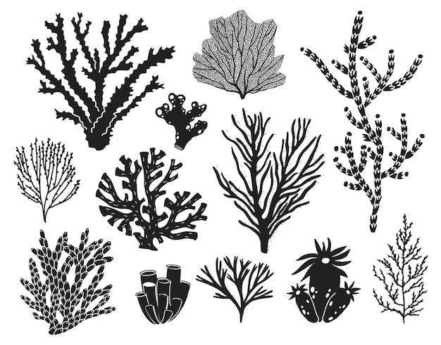 Paquete varios corales algas algas aisladas vectores siluetas