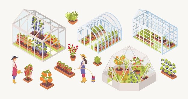 Paquete de varios invernaderos de cristal con plantas, flores y hortalizas que crecen en el interior, jardineros, agricultores o trabajadores agrícolas aislados sobre fondo blanco. Ilustración de vector isométrica colorida.
