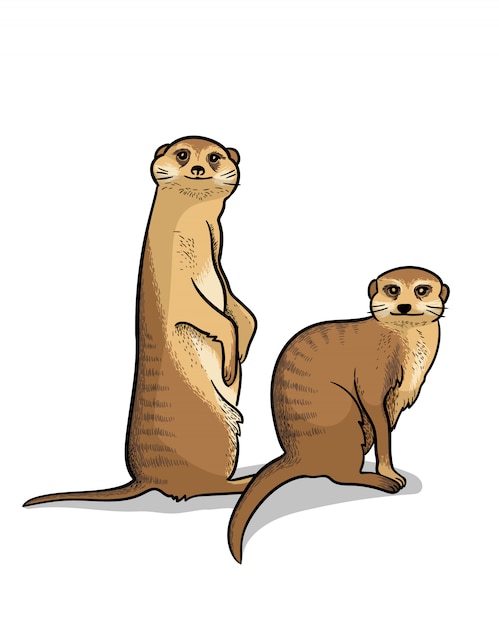 Par de animales de sabana africana suricates aislados en estilo de dibujos animados. ilustración de zoología educativa, imagen para colorear.