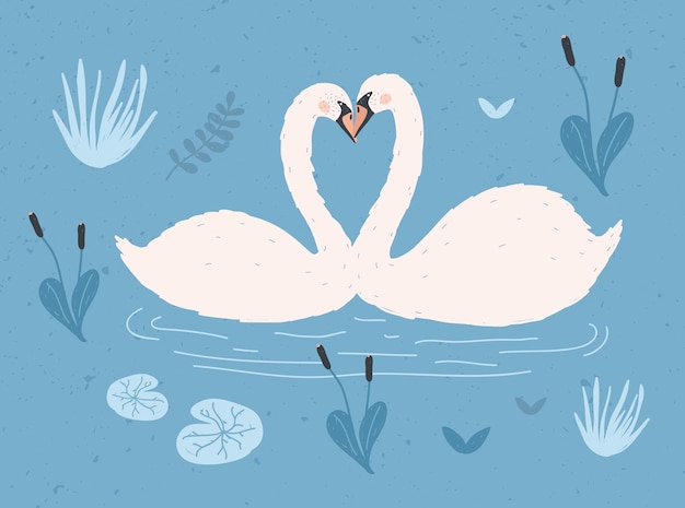 Par de cisnes blancos flotando juntos en el agua del estanque o lago entre plantas