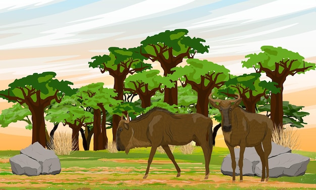 Un par de ñus cerca del bosque de baobab Fauna de África Antílope Gnu Tierra vectorial realista