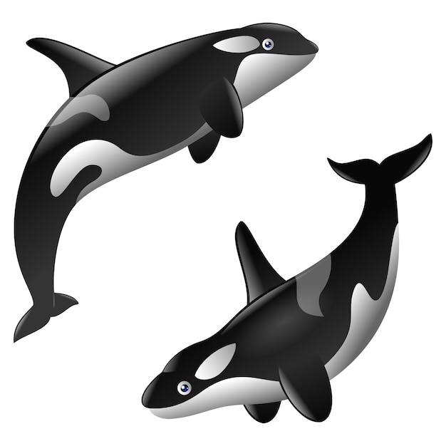 Un par de orcas asesinas muy bonitas
