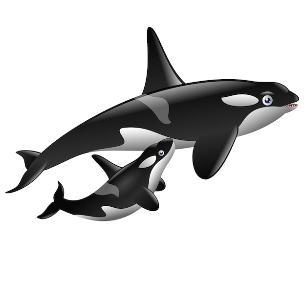 un par de orcas muy bonitas