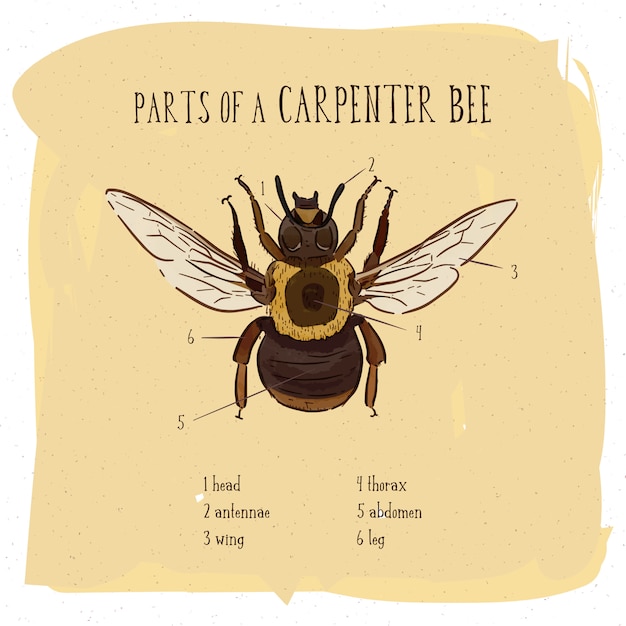 Parte de la abeja carpintera, vintage ilustración grabada.