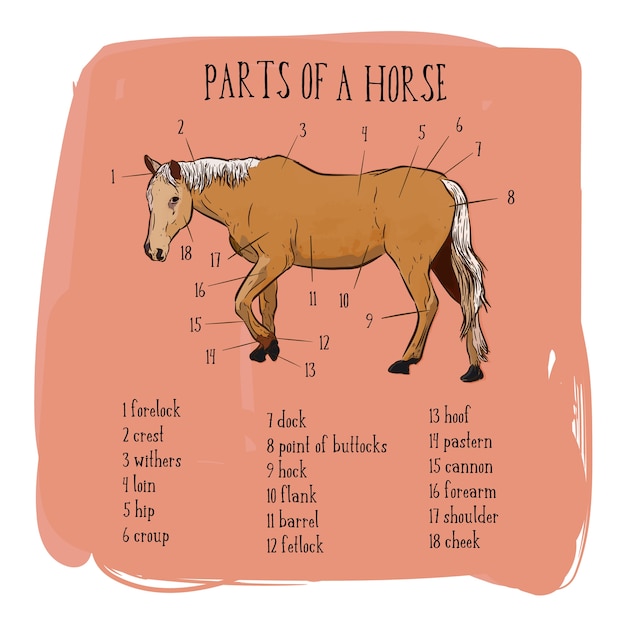 Parte del caballo