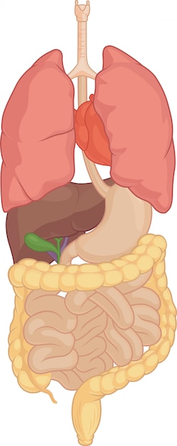 Vector parte del cuerpo humano - órganos corporales aislados