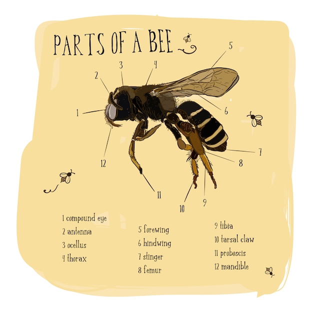 Parte del dibujo del vector de la vendimia de la abeja de la miel.