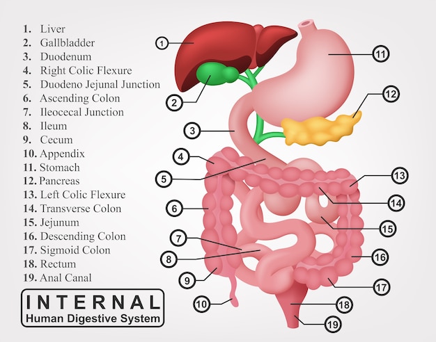 La parte de la ilustración interna del sistema digestivo humano