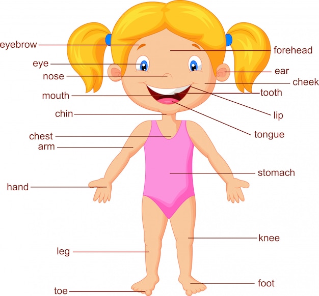 Vector parte del vocabulario del cuerpo