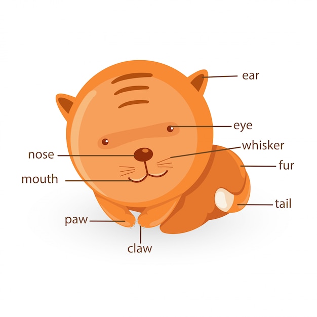 Parte del vocabulario del gato del vector del cuerpo