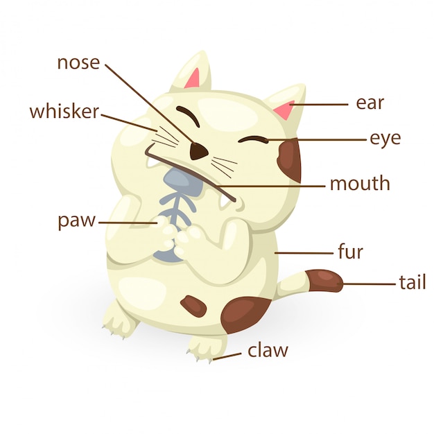 Vector parte del vocabulario del gato del vector del cuerpo