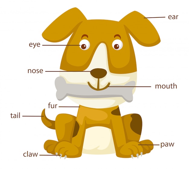 Parte del vocabulario del perro del vector del cuerpo