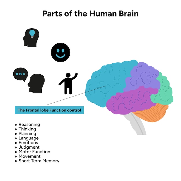 Partes de la anatomía del cerebro humano con diagrama de partes coloreadas ilustración médica Función del lóbulo frontal