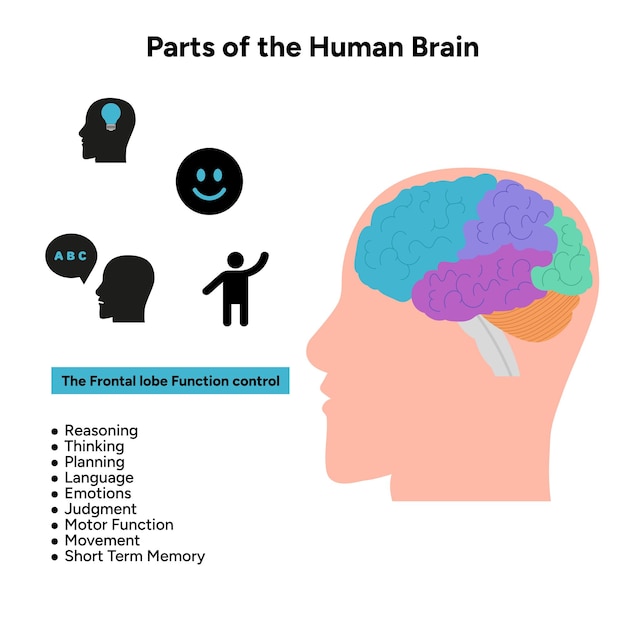 Partes de la anatomía del cerebro humano con diagrama de partes coloreadas ilustración médica Función del lóbulo frontal