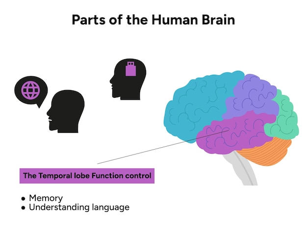 Partes de la anatomía del cerebro humano con diagrama de partes coloreadas ilustración médica Función del lóbulo temporal