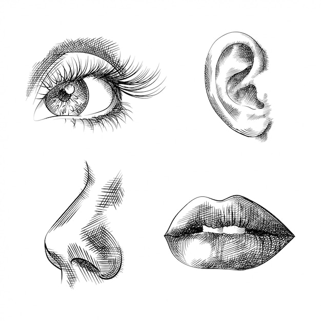 Partes de la cara bocetos dibujados a mano, ojos, oídos, nariz, labios