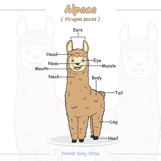 Partes de una caricatura de alpaca