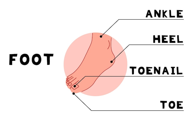 Vector partes del cuerpo 10 bonitas en una ilustración vectorial de fondo blanco