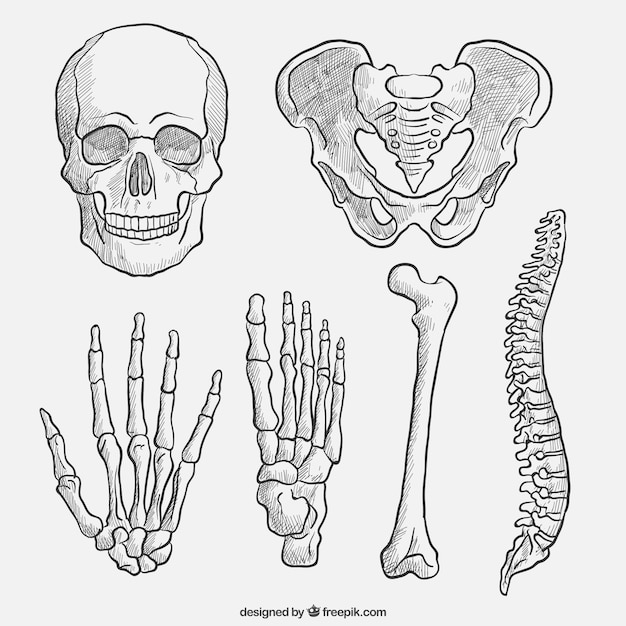 Partes del cuerpo dibujadas a mano