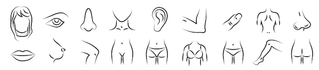 Partes del cuerpo femenino Símbolos de líneas delgadas aisladas Anatomía Atención médica