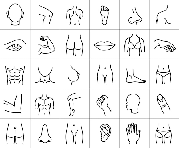 Partes del cuerpo humano conjunto de iconos lineales Símbolos de líneas aisladas de líneas delgadas Anatomía Atención médica