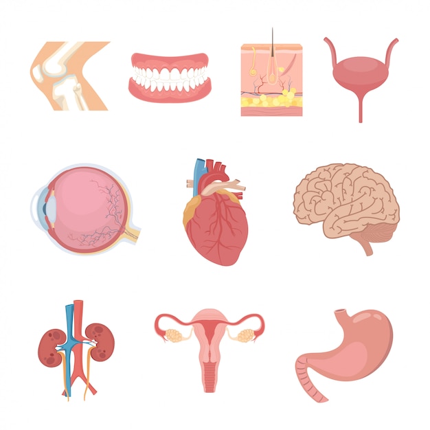 Partes del cuerpo humano y órganos internos.