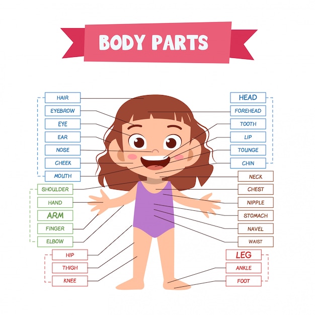 Partes del cuerpo humano