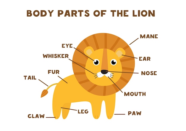 Partes del cuerpo del león. Anatomía de animales en inglés para niños. Aprendiendo palabras.