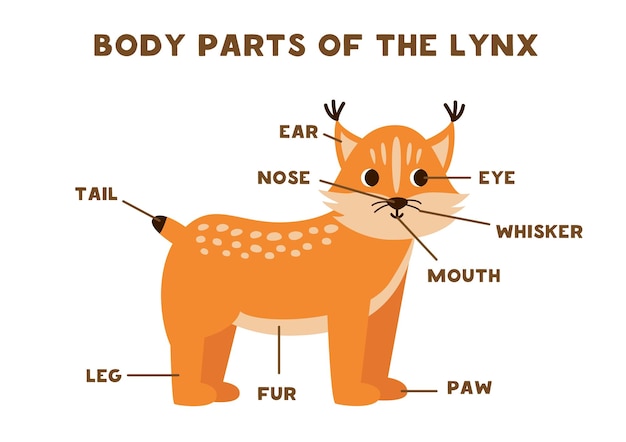 Partes del cuerpo del lindo lince Esquema para niños