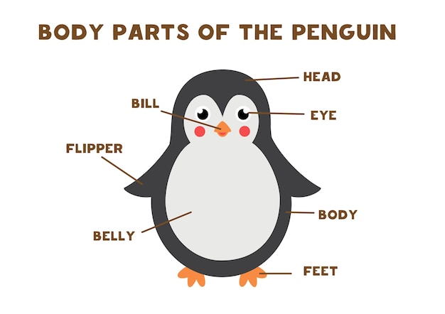 Partes del cuerpo del lindo pingüino. Anatomía de los animales