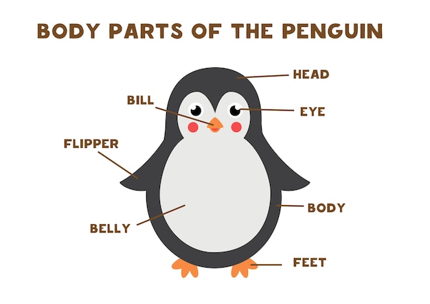 Partes del cuerpo del lindo pingüino. anatomía de los animales