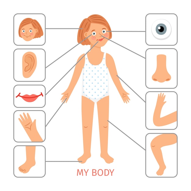 Partes del cuerpo de la niña. ilustración de vector de dibujos animados de partes del cuerpo de niña preescolar, brazo y pierna, nariz y ojo, cabello y cuello sobre fondo blanco | Partes del cuerpo de la niña. ilustración de vector de dibujos animados de partes del cuerpo de niña preescolar, brazo y pierna, nariz y ojo, cabello y cuello sobre fondo blanco |