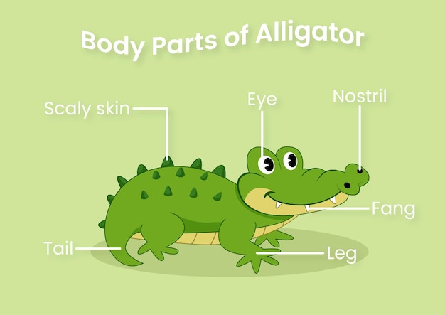 Partes del cuerpo de la página educativa de caimán para niños.