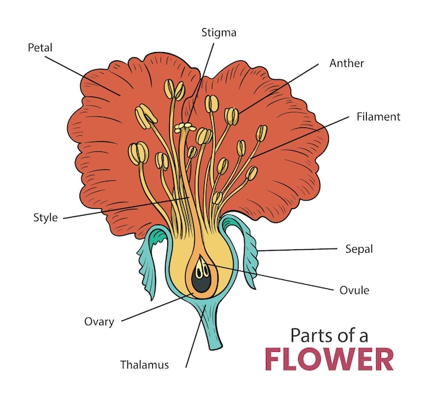 Vector partes de un diagrama de flores