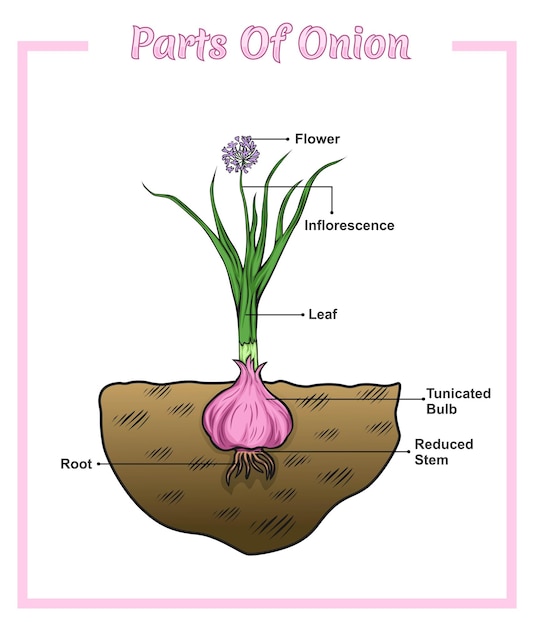 Partes de la ilustración de cebolla