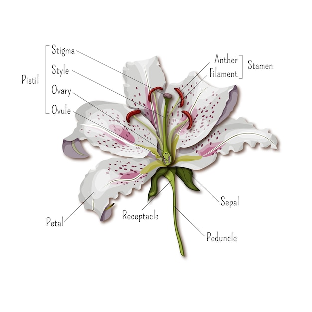 Vector partes de la infografía de la flor.