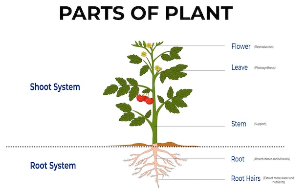 Vector partes de la planta