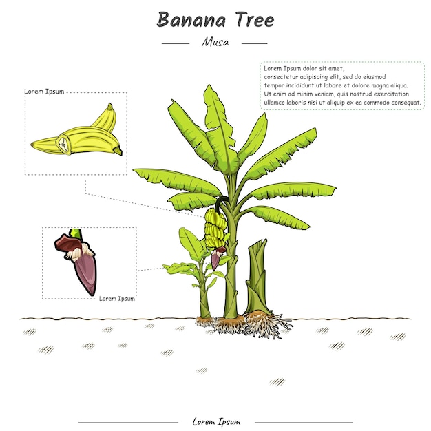 Partes de una plantilla de árbol de plátano