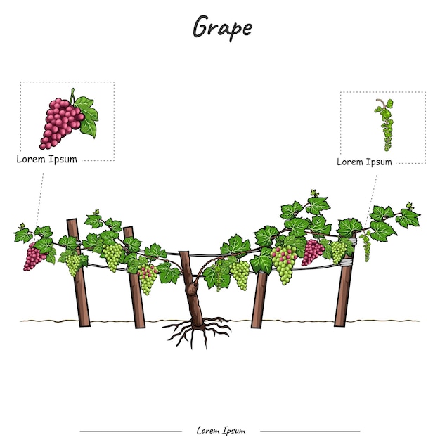 Partes de la plantilla de uvas