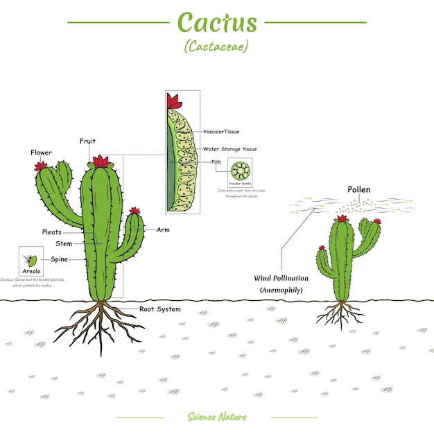 Partes de un proceso de polinización y cactus