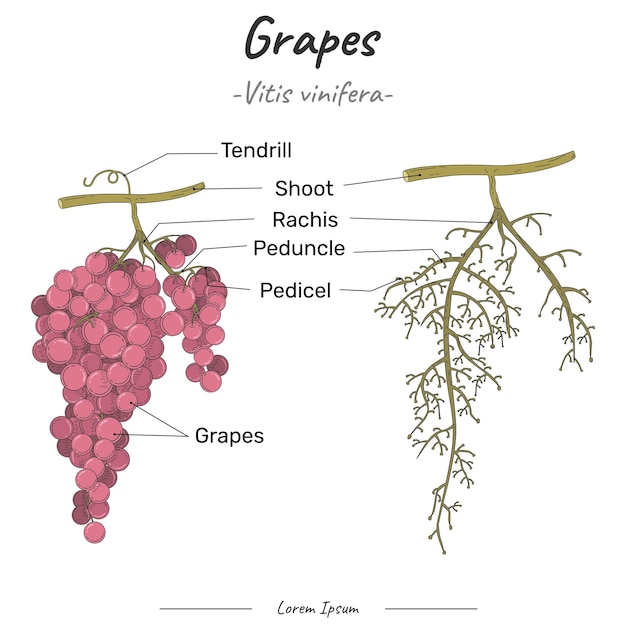 Partes del vector de ilustración de racimo de uvas con texto