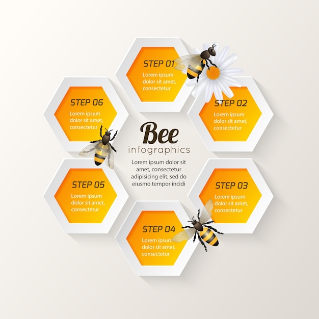 Pasos de la infografía de la abeja