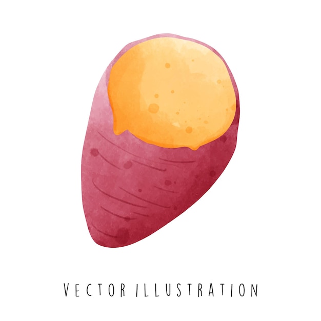 Vector la patata dulce.