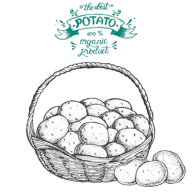 Patata vector ilustración cesta de patatas estilo grabado dibujado a mano