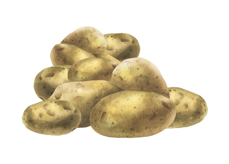 Vector patatas blancas en pieles marrones una pila de tubérculos enteros ilustración en acuarela dibujada a mano sobre el tema de la cosecha cocina envases de alimentos diseño de tienda de verduras composición aislada del fondo