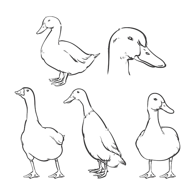 Pato aislado sobre un fondo blanco