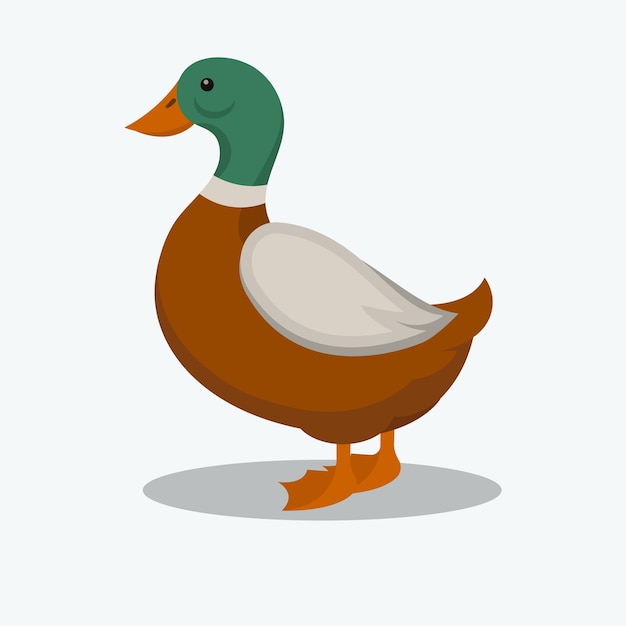 pato de belleza en el fondo aislado